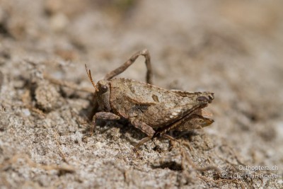 Tetrix bipunctata,  Weibchen