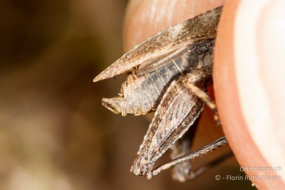 Tetrix bipunctata mit den langen Hinterflügeln.