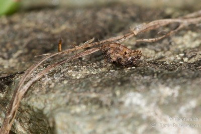 1. Larvenstadium von Tetrix bipunctata oder Tetrix kraussi.