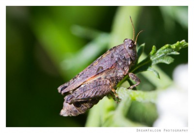 Tetrix cf. tenuicornis