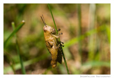 Pezotetix giornae ♀