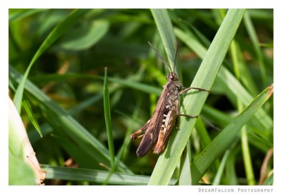 Chorthippus brunneus ♂