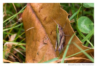 Omocestus rufipes ♀