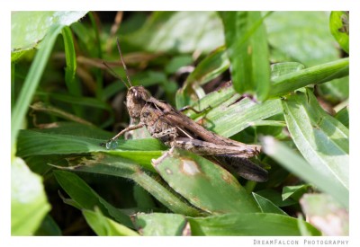 Chorthippus cf. brunneus ♀