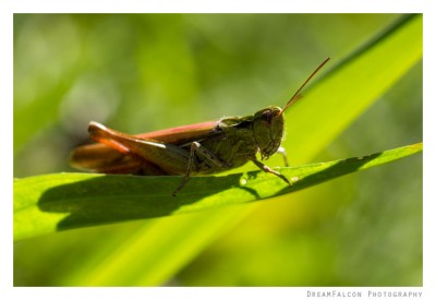 Chorthippus cf. brunneus ♀