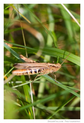 Chorthippus cf. brunneus ♀