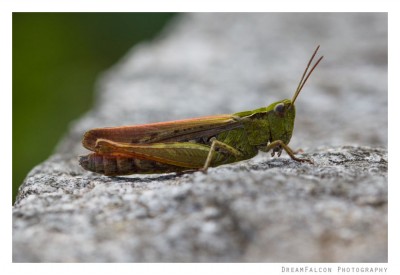 Chorthippus sp. ♀