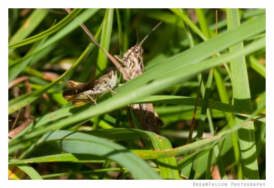 Chorthippus cf. brunneus