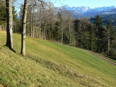 Lebensraum Chorthippus biguttulus Männchen