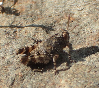 Oedipoda caerulescens?