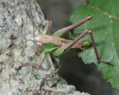 Metrioptera bicolor?