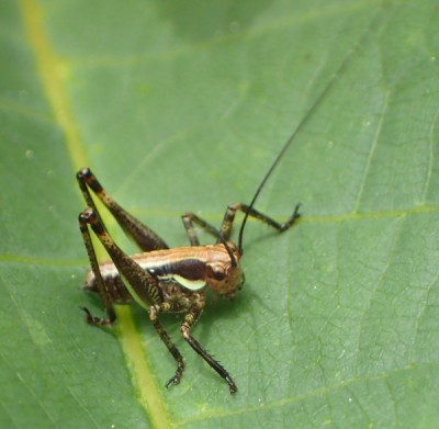 Pholidooptera ? 2