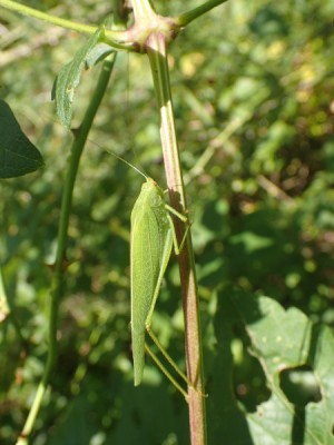 1 Phaneroptera nana