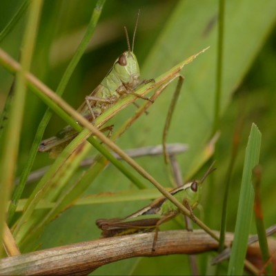 2 x Mecostethus parapleurus?