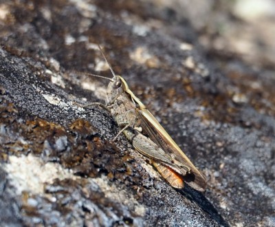 Chorthippus vagans Steppengrashüpfer_5_Bildgröße ändern_Bildgröße ändern.JPG