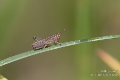 Larve von Pseudochorthippus parallelus ca. im 2. Stadium