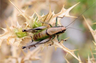 2017.02.24._Eupholidoptera chabrieri 2.jpg