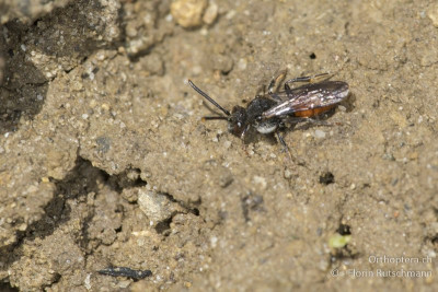 Nomada fabriciana