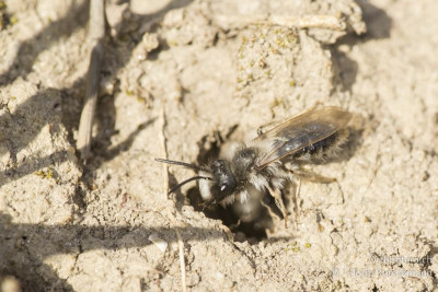 Weiden-Sandbiene (Andrena vaga) (?)