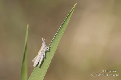 Kleine Goldschrecke (Euthystira brachyptera)