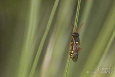 Rotbäuchige Wespenbiene (Nomada bifasciata)