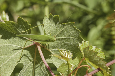 Vierpunktige Sichelschrecke (Phaneroptera nana) - Männchen an Rebblatt beim Sonnen