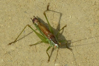 2023-08-14-Larve Kurzflügelige Schwertschrecke (...) Conocephalus dorsalis xxx-Neu-Lankau-Kanal-Radweg-ZSC6081.JPG