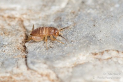 .... und endlich eine griechische Ameisengrille (Myrmecophilus cf. ochraceus)