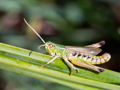 Pseudochorthippus_parallelus_Maennchen_F.jpg