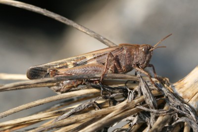 Aiolopus strepens, Gerra-Cugnasco TI, Montti di Motta, 1100m, 8. März 2014