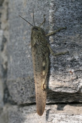 Anacridium aegyptium, Gerra-Cugnasco TI, Agarone, 370m, 8. März 2014