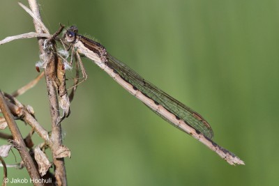 Neben den Heuschrecken hielt sich auch eine Gemeine Winterlibelle (Sympecma fusca) in der Fläche auf.