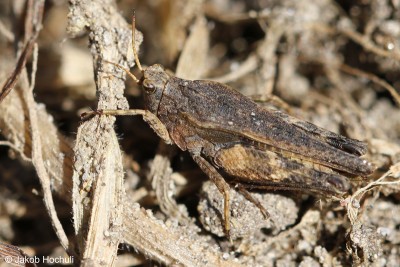 Säbeldornschrecke (Tetrix subulata), kurzdornige Form
