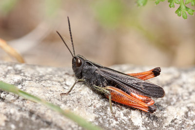 10.05.2011 - Mergoscia (Tessin)<br />Omocestus rufipes beim sonnen!