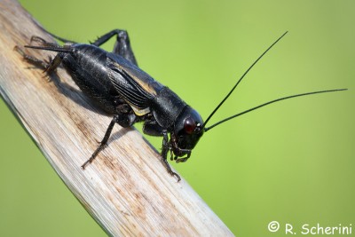 Melanogryllus desertus