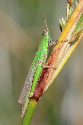 Tropidopola cylindrica, Männchen