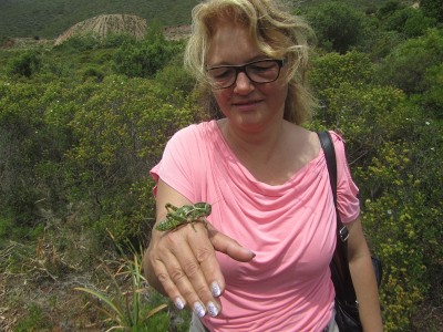 Franziska mit Pamphagus sardeus, Weibchen