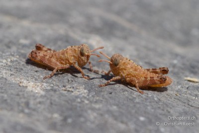 Oedipoda caerulescens, wenige Minuten alt, nach dem Schlupf, sie sind noch nicht ausgehärtet.