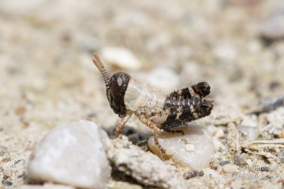 Calliptamus italicus, 1. Stadium (Geschlecht ?)