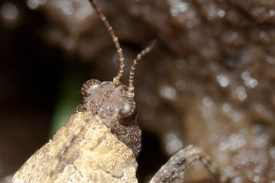 10.05.2011 - Mergoscia (Tessin)<br />Ausschnitt: Tetrix tenuicornis mit stark vorgezogenem Halsschild