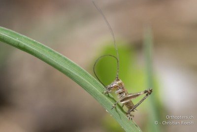 Rhacocleis germanica im 1. Stadium.