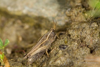 Kurzdorniges ♀ von Tetrix subulata. Stellenweise war die Art sehr häufig. Über die Hälfte der Individuen war kurzdornig.
