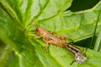 Miramella alpina direkt nach der Häutung.