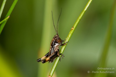 1. Larvenstadium von Metrioptera cf. saussuriana. Meines Wissens kommt Metrioptera brachyptera oberhalb von Interlaken nicht vor.