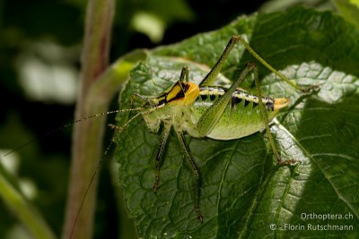 Poecilimon ornatus Männchen. Auch eine weit verbreitete und häufige Art. Meist hört man nur den Gesang. Zu Gesicht bekommt man die scheuen Tiere meist nur selten, denn sie sitzen in der dichten Vegetation. Nur bei sehr hohen Individuendichten verlassen sie die Deckung.