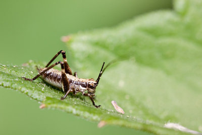 10.05.2011 - Mergoscia (Tessin)<br />Mir fällt da nur Antaxius ein - die Sprungbeine scheinen mir zu kurz für eine Pholidoptera und das Abdomen ist Antaxius-artig &quot;aufgebläht&quot;