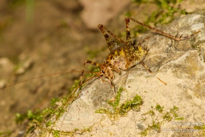 Insgesamt haben wir gut 10 ausgewachsene Tiere und einige Larven von Troglophilus neglectus in der Röhre und im angrenzenden Schacht gefunden.