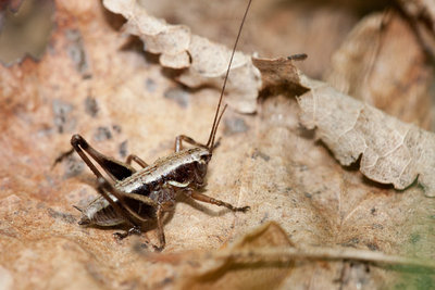 10.05.2011 - Mergoscia (Tessin)<br />Pholidoptera cf. aptera - Die Halsschildzeichnung läuft mir für Ph. aptera etwas weit nach vorne!