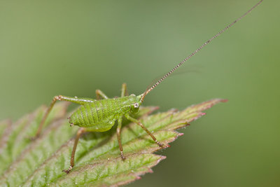 10.05.2011 - Mergoscia (Tessin)<br />Vermutlich Barbitistes obtusus