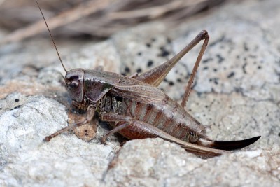 Weibchen von Metrioptera saussuriana - Gebirgs-Beissschrecke beim sonnen.